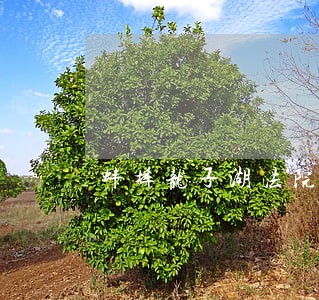 蚌埠龙子湖法院回应拍卖一支笔 蚌埠龙子湖法院回应拍卖一支笔