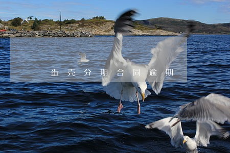 蛋壳分期合同逾期
