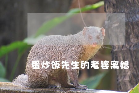 蛋炒饭先生的老婆离婚 蛋炒饭先生的老婆离婚