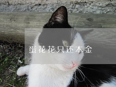 蛋花花只还本金 蛋花花只还本金
