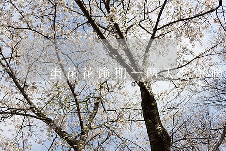 蛋花花逾期一两天会爆通讯录吗 蛋花花逾期一两天会爆通讯录吗
