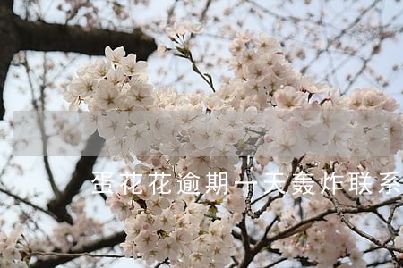 蛋花花逾期一天轰炸联系人怎么办 蛋花花逾期一天轰炸联系人怎么办