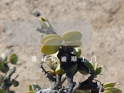 蛋花花逾期上门 蛋花花逾期上门