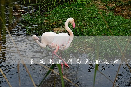 蛋花花逾期两天会怎样 蛋花花逾期两天会怎样