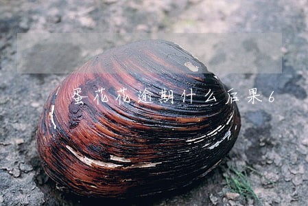 蛋花花逾期什么后果6 蛋花花逾期什么后果6