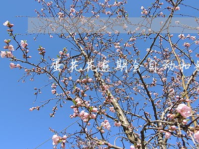 蛋花花逾期会自动扣钱 蛋花花逾期会自动扣钱