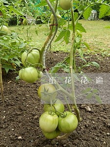 蛋花花逾期利息高多少