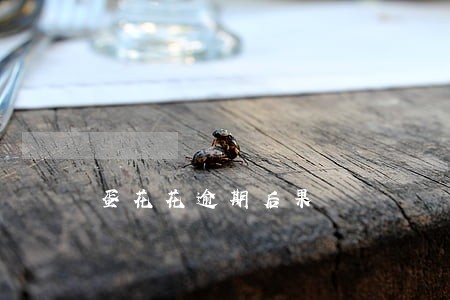 蛋花花逾期后果