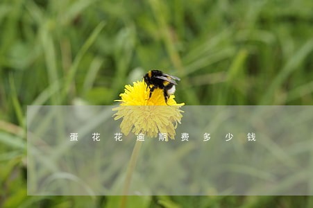 蛋花花逾期费多少钱 蛋花花逾期费多少钱