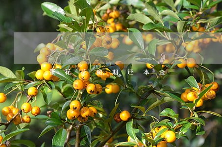蛋花花逾期还本金 蛋花花逾期还本金