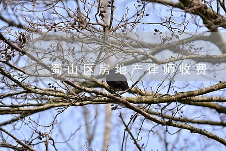 蜀山区房地产律师收费