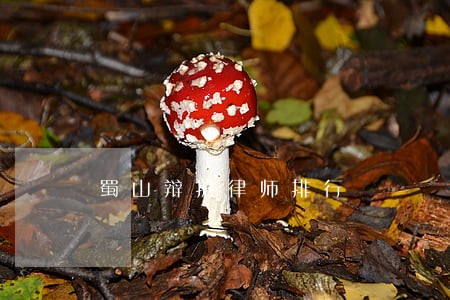 蜀山辩护律师排行 蜀山辩护律师排行