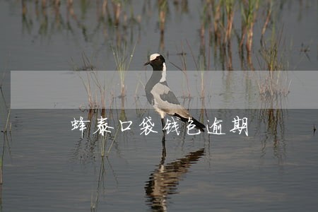 蜂泰口袋钱包逾期