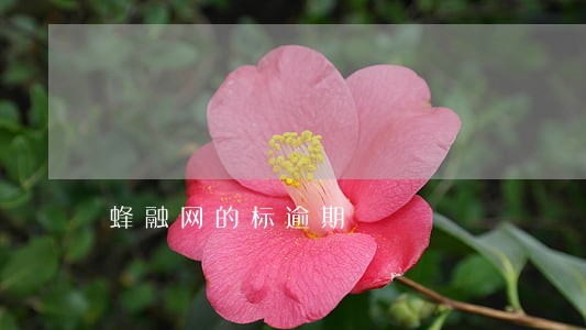 蜂融网的标逾期 蜂融网的标逾期