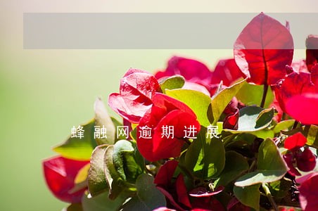 蜂融网逾期进展