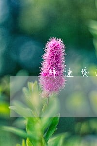 蜂速贷逾期怎么没催收 蜂速贷逾期怎么没催收