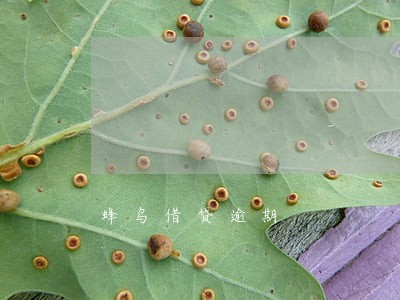 蜂鸟借贷逾期 蜂鸟借贷逾期