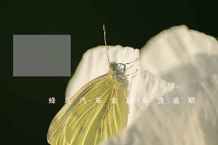 蜂鸟汽车金融车贷逾期 蜂鸟汽车金融车贷逾期