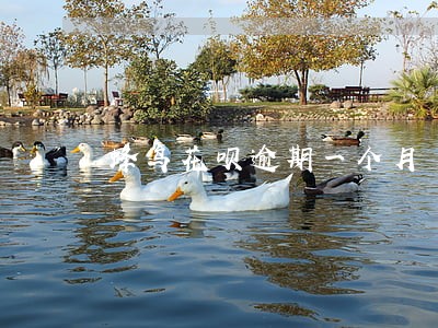 蜂鸟花呗逾期一个月