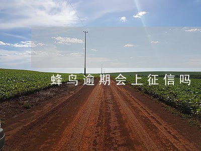 蜂鸟逾期会上征信吗 蜂鸟逾期会上征信吗