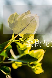 蜜桃花贷款逾期2年 蜜桃花贷款逾期2年