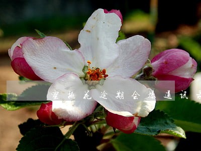 蜜桃花逾期会爆通讯录吗