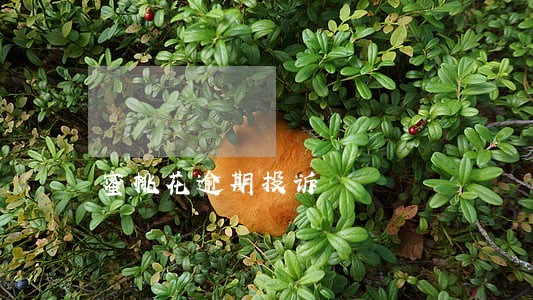 蜜桃花逾期投诉