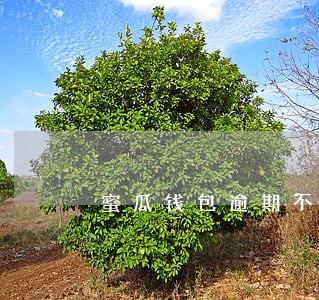 蜜瓜钱包逾期不催收 蜜瓜钱包逾期不催收