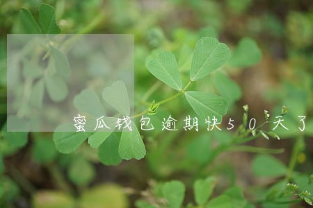 蜜瓜钱包逾期快50天了