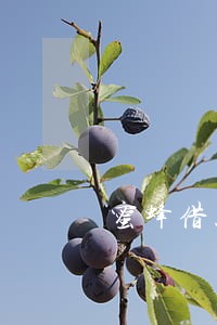 蜜蜂借款逾期一天 蜜蜂借款逾期一天