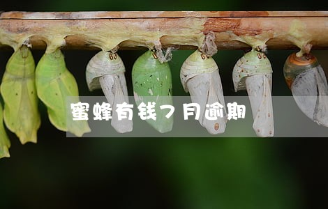 蜜蜂有钱7月逾期 蜜蜂有钱7月逾期