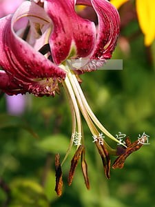 蜜蜡宝逾期一天会怎样