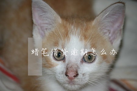蜡笔借贷逾期怎么办 蜡笔借贷逾期怎么办