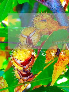 蜡笔分期逾期的罚息 蜡笔分期逾期的罚息