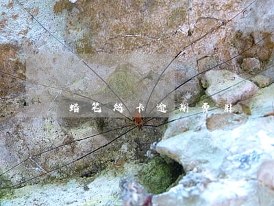 蜡笔超卡逾期费用 蜡笔超卡逾期费用