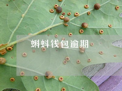 蝌蚪钱包逾期 蝌蚪钱包逾期