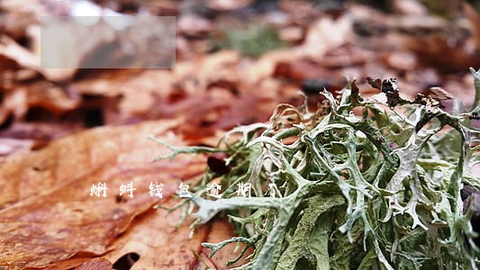 蝌蚪钱包逾期了 蝌蚪钱包逾期了