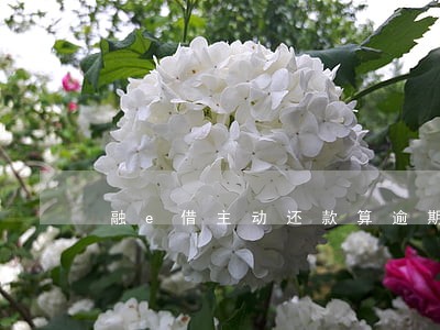 融e借主动还款算逾期 融e借主动还款算逾期