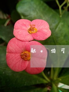 融e借可以逾期几天
