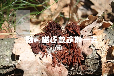 融e借还款逾期一天 融e借还款逾期一天