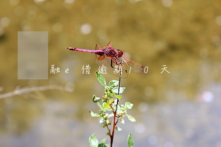 融e借逾期10天 融e借逾期10天