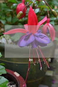 融e借逾期1天这么还款 融e借逾期1天这么还款