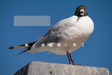 融e借逾期1年了 融e借逾期1年了