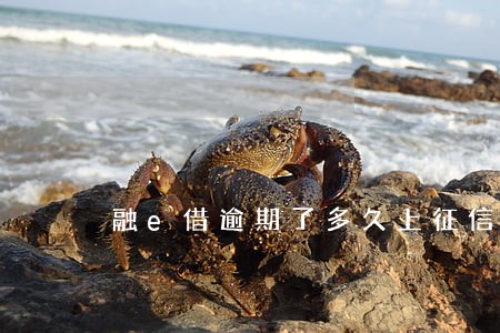 融e借逾期了多久上征信