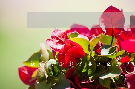 融e借逾期了要怎么办