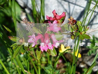 融e借逾期还会扣款吗 融e借逾期还会扣款吗