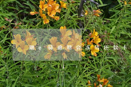融e贷逾期会冻结还款卡吗 融e贷逾期会冻结还款卡吗