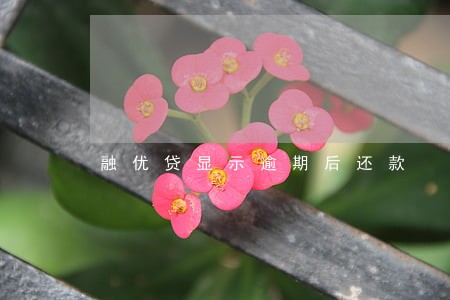 融优贷显示逾期后还款 融优贷显示逾期后还款