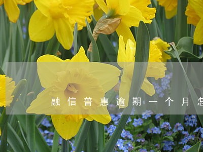 融信普惠逾期一个月怎么办 融信普惠逾期一个月怎么办