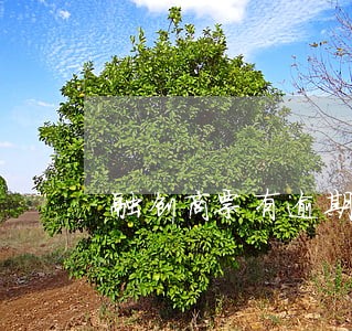 融创商票有逾期的吗